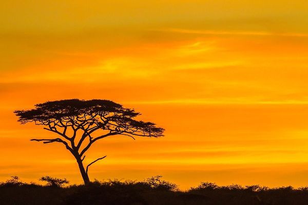 Africa-Tanzania-Serengeti National Park Acacia tree silhouette at sunset